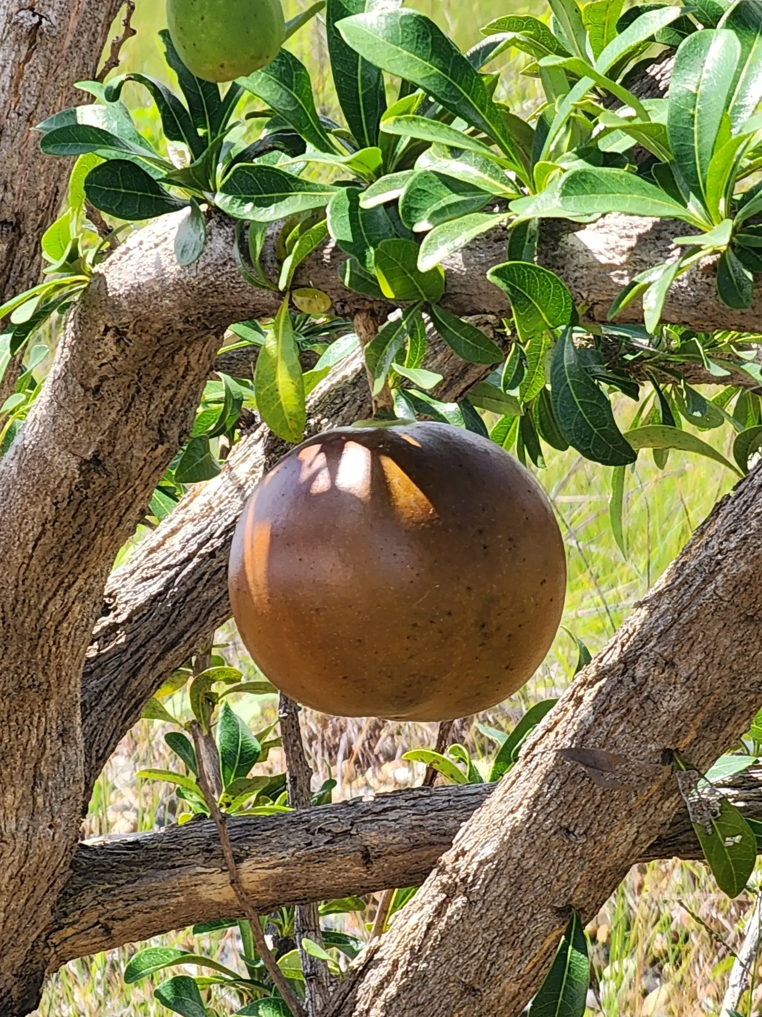 Jicaro (Crescentia Alata) — Requires minimal care, making it a unique and low-maintenance choice for warm climate landscapes