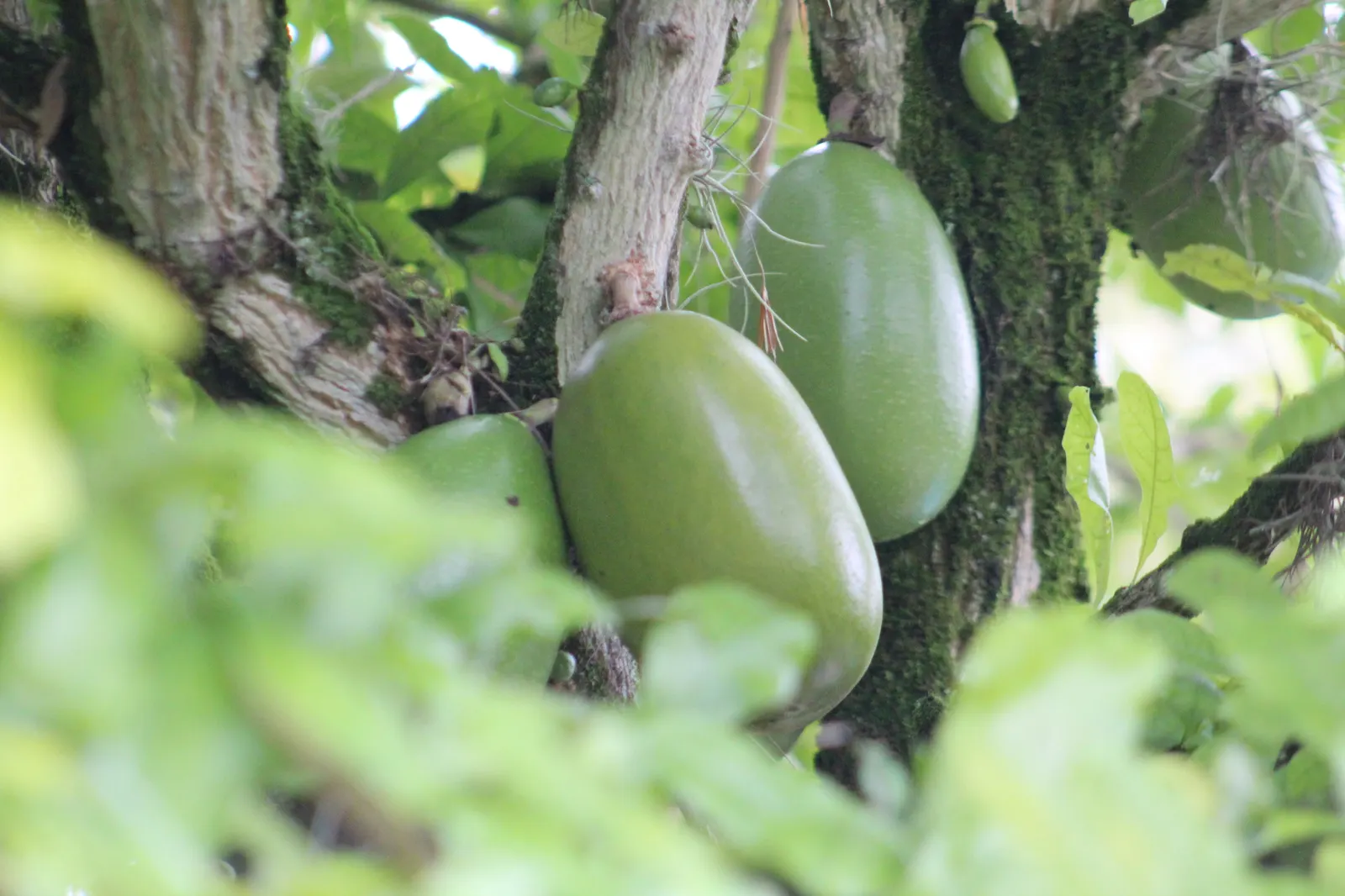 Jicaro (Crescentia Alata) — spherical fruit that grow directly on the trunk and main branches