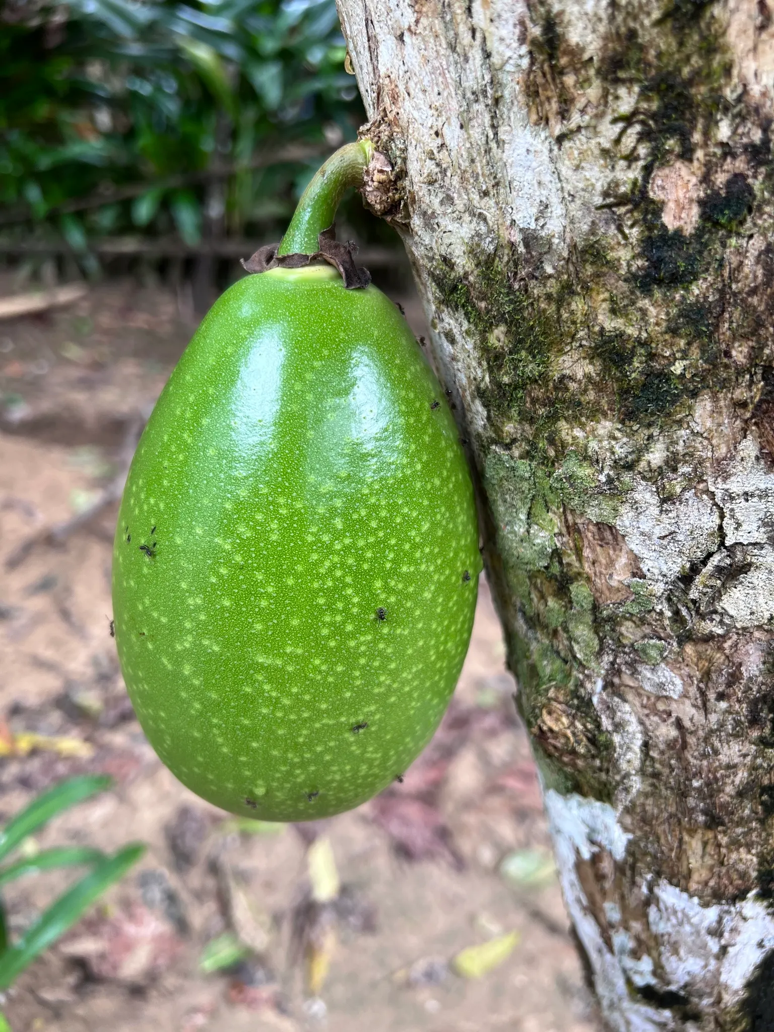 Jicaro (Crescentia Alata) — with a canopy spread almost equal to its height; its unusual silhouette creates visual interest year-round, image 87