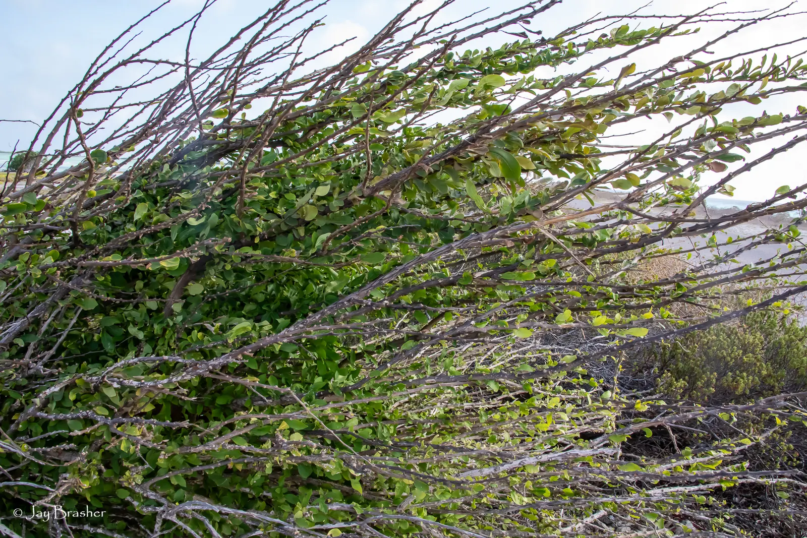 Jicaro (Crescentia Alata) — distinctive fruiting habit