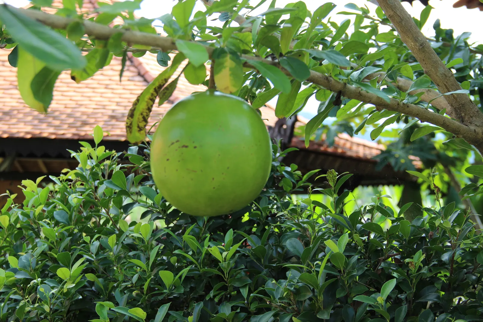 Jicaro (Crescentia Alata) — Its fruit is traditionally used to make containers and utensils; white flowers in the garden, image 93
