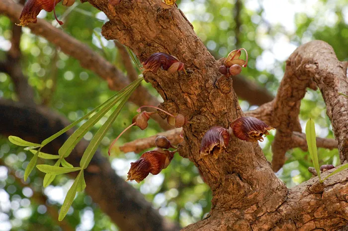 Jicaro (Crescentia Alata) — a phenomenon known as cauliflory
