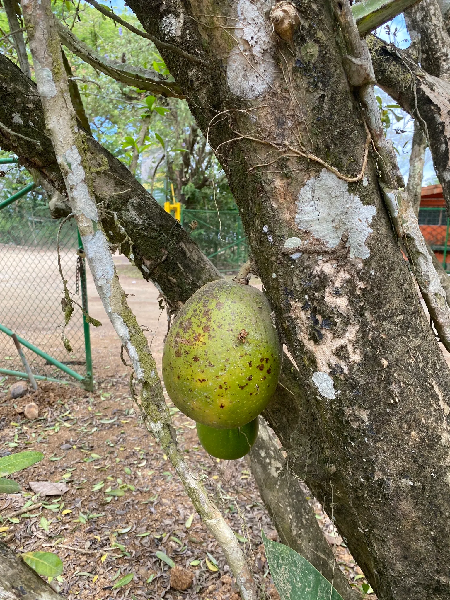 Jicaro (Crescentia Alata) — This resilient tree thrives in various soil types, although it prefers well-draining ground; distinctive fruiting habit