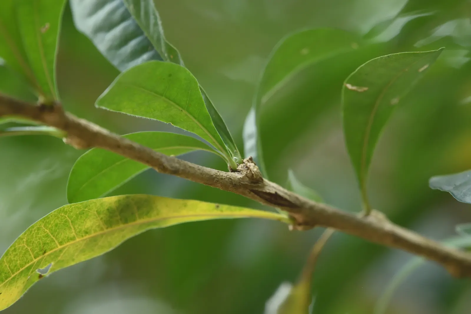 Jicaro (Crescentia Alata) — tree with white blooms