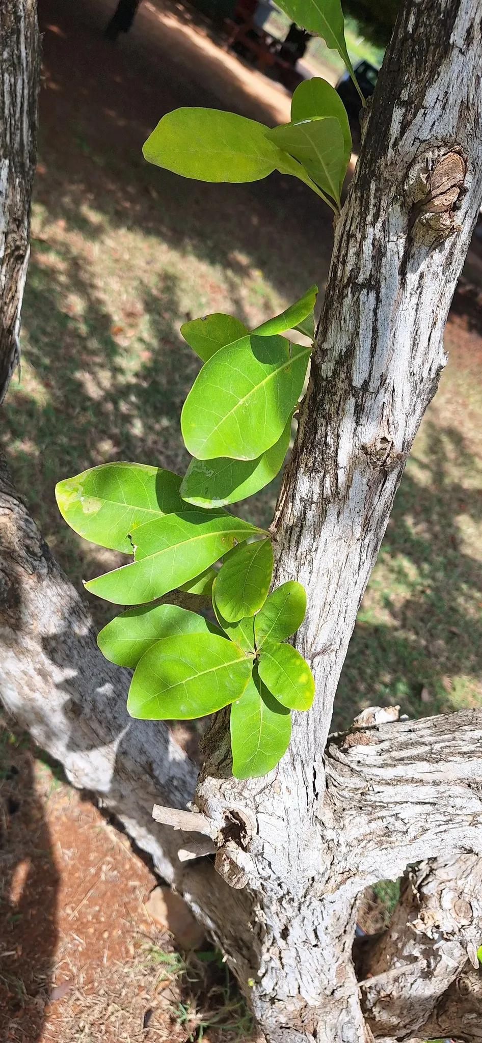 Jicaro (Crescentia Alata) — tree for full or half; making it a conversation piece that is both functional and exotic