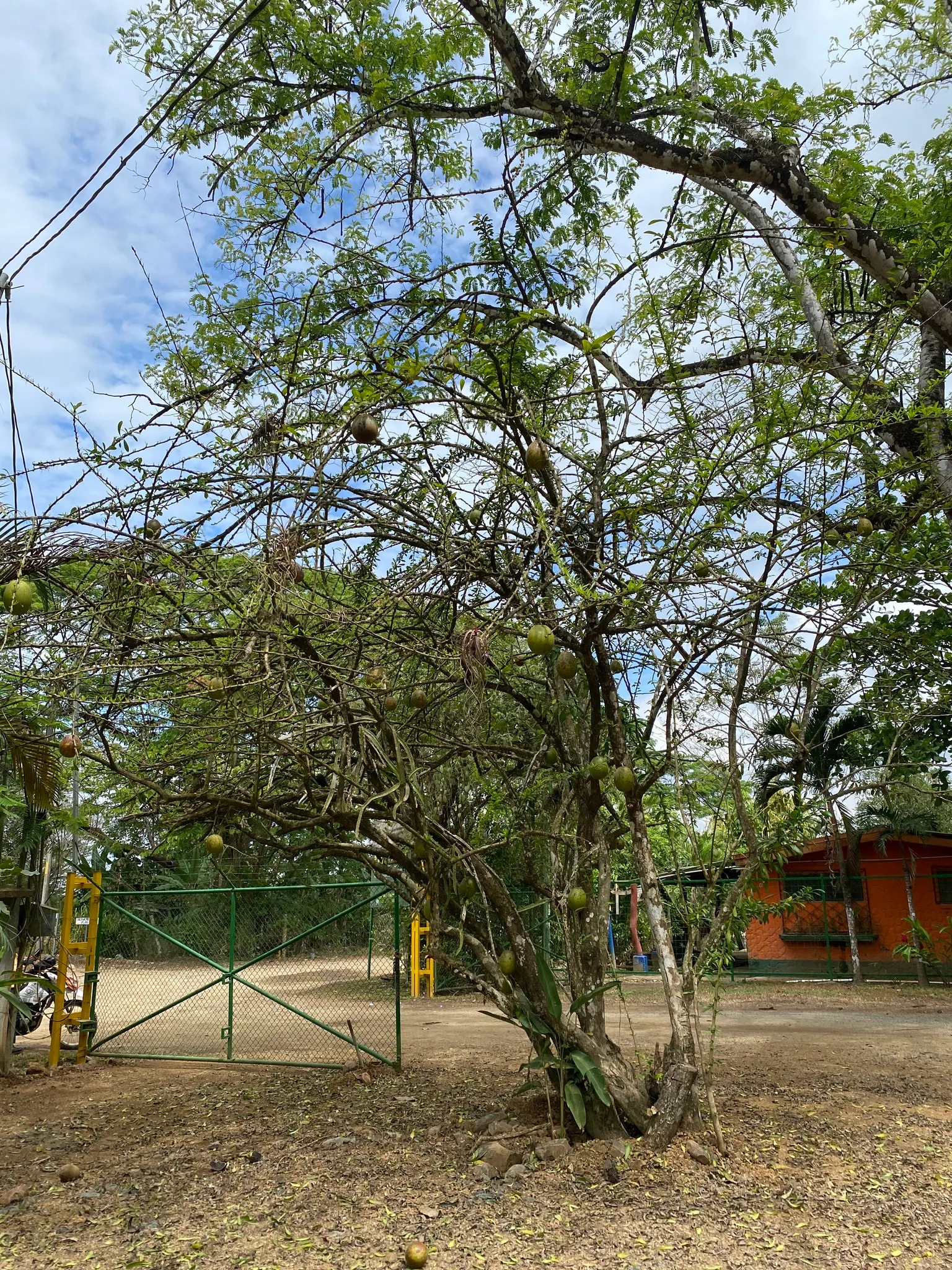Jicaro (Crescentia Alata) — Glossy, lime-green leaves contrast with round, gourd-like fruit hanging on long stalks; its fruit is traditionally used, image 78