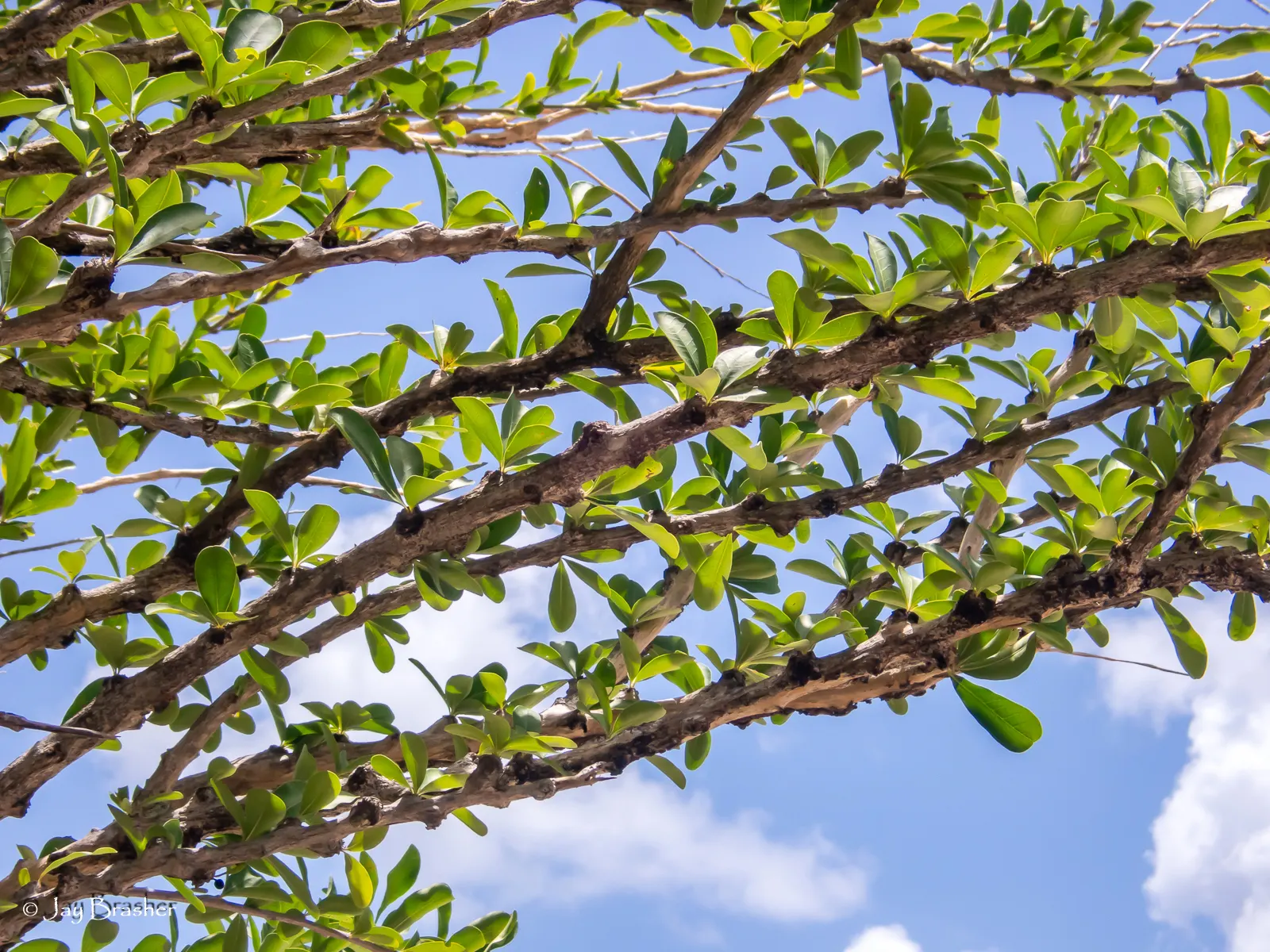 Jicaro (Crescentia Alata) — is an intriguing and multifaceted addition to any landscape design; glossy, lime-green leaves contrast with round, image 58