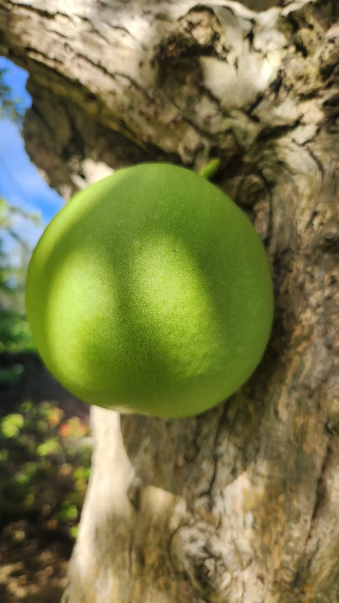 Jicaro (Crescentia Alata) — spherical fruit that grow directly on the trunk and main branches; typically reaching 15-20 ft in height, it features a, image 65