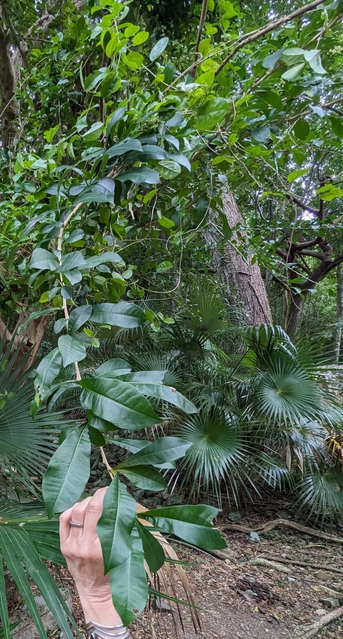 Jicaro (Crescentia Alata) — tree for full or half