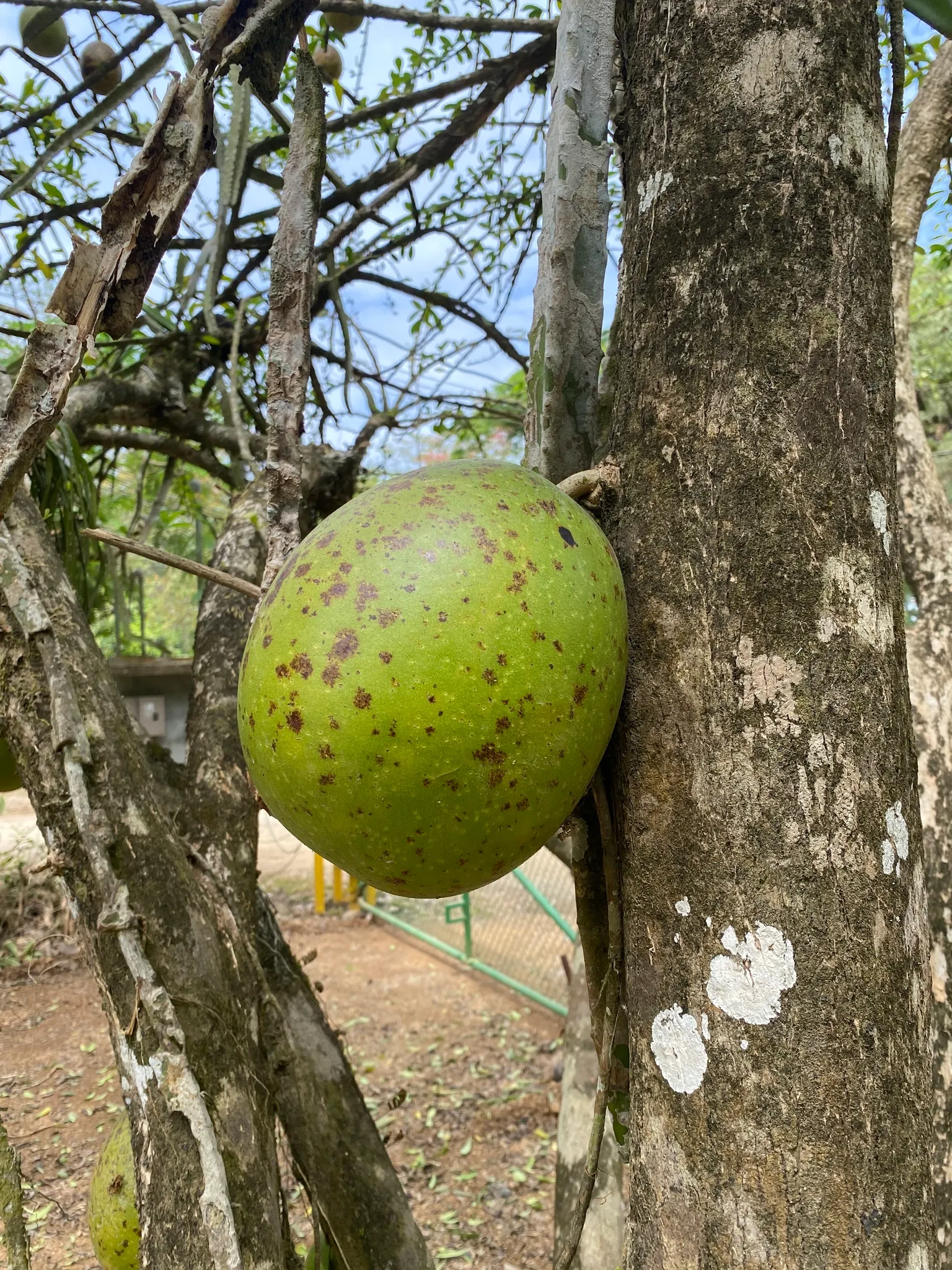 Jicaro (Crescentia Alata) — but it also bears cultural significance; a phenomenon known as cauliflory, image 92