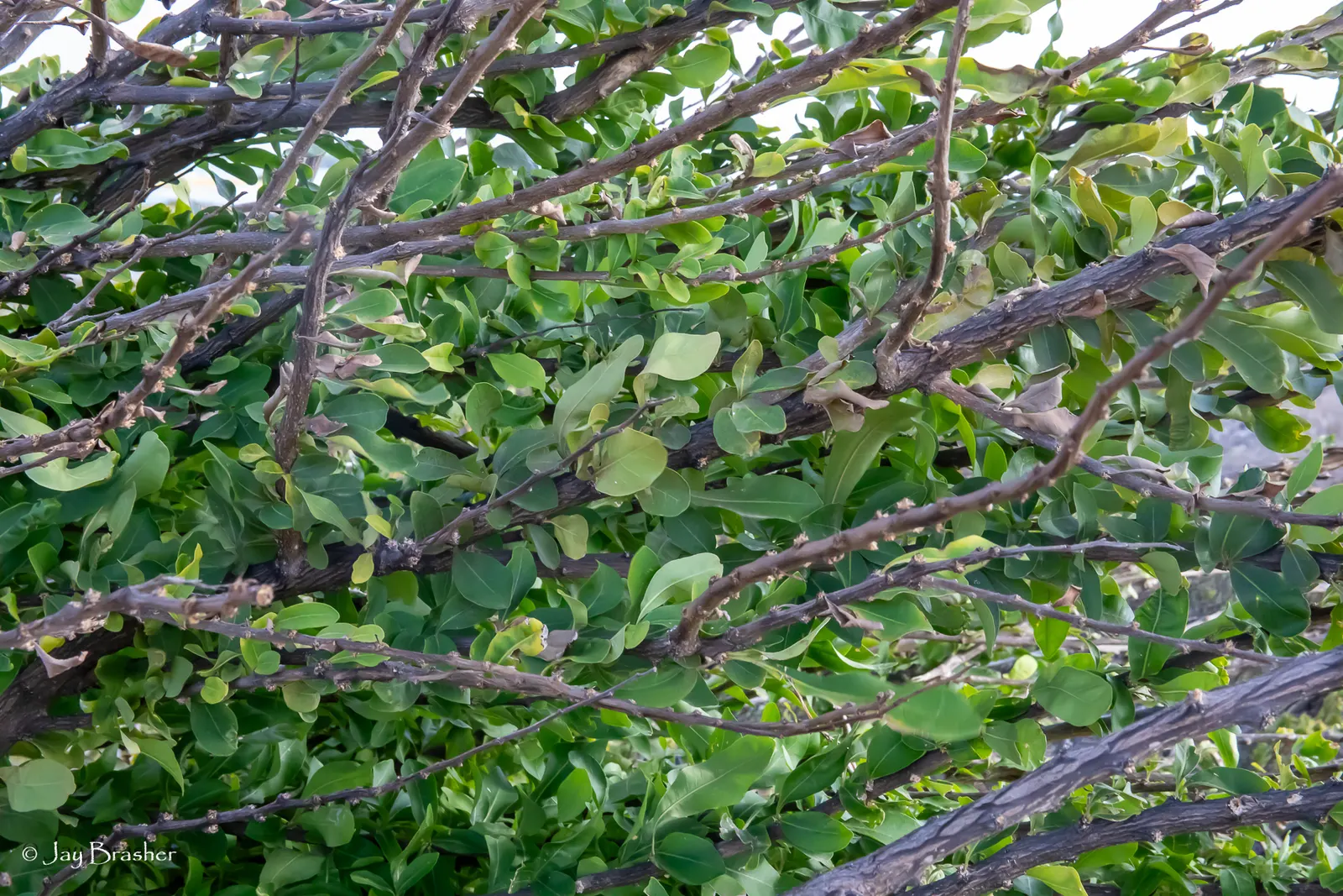 Jicaro (Crescentia Alata) — distinctive fruiting habit; with a canopy spread almost equal to its height, image 70