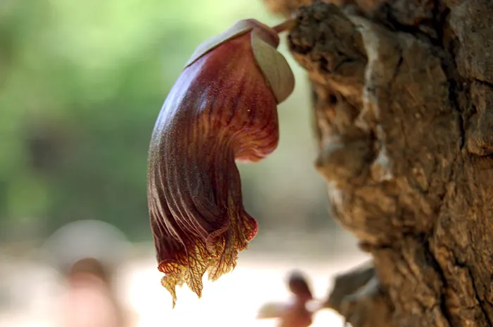 Jicaro (Crescentia Alata) — and minimal maintenance requirements