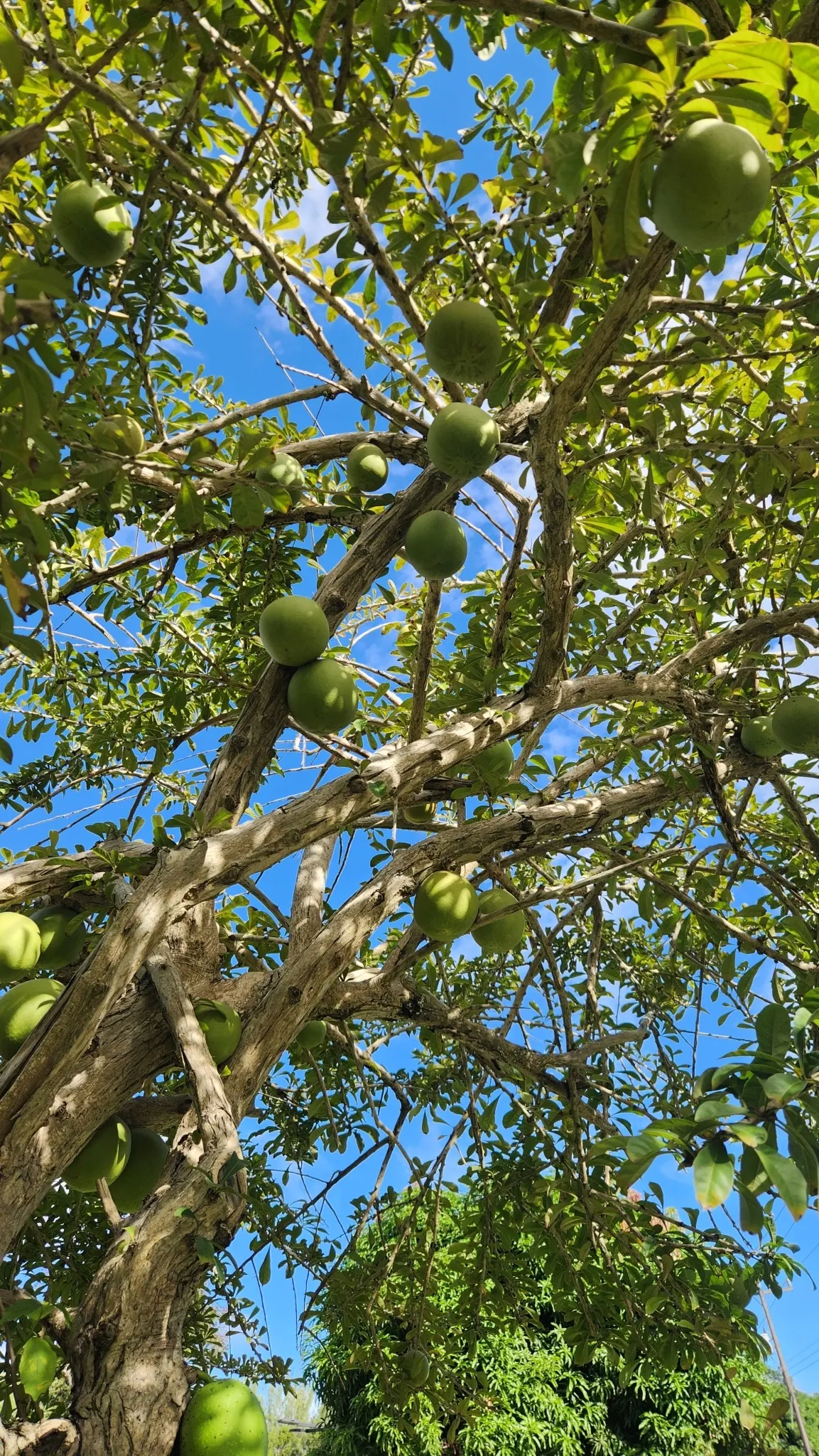 Jicaro (Crescentia Alata) — but it also bears cultural significance; a phenomenon known as cauliflory, image 117