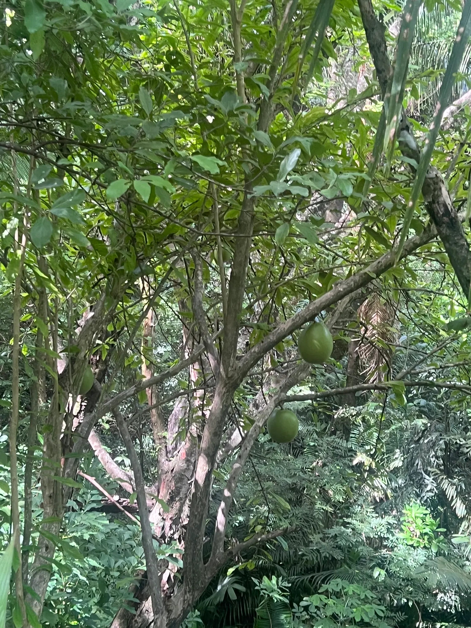 Jicaro (Crescentia Alata) — tree with white blooms; spherical fruit that grow directly on the trunk and main branches