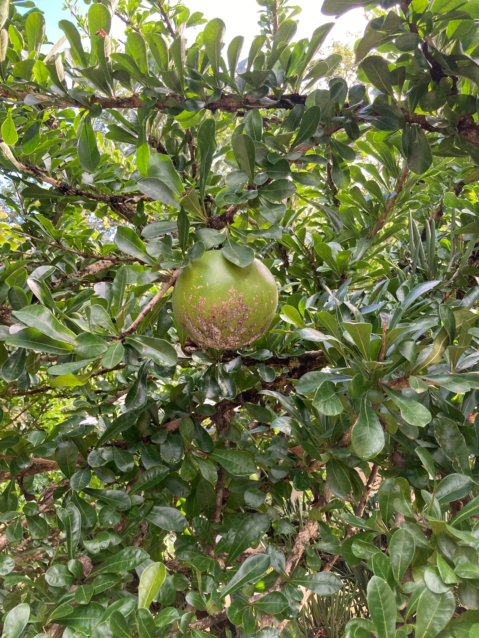 Jicaro (Crescentia Alata) — Prefers full sun and well-drained soil; tree for full or half, image 54