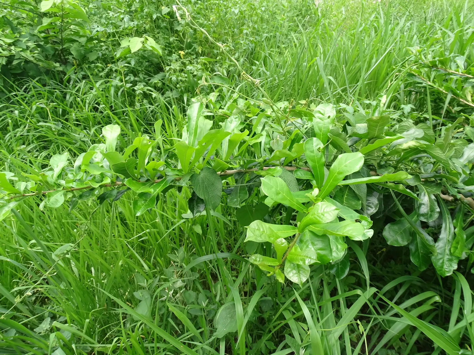 Jicaro (Crescentia Alata) — Requires minimal care, making it a unique and low-maintenance choice for warm climate landscapes; also known by its, image 105