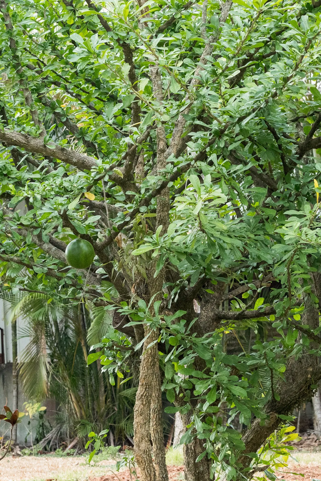 Jicaro (Crescentia Alata) — making it a conversation piece that is both functional and exotic; crescentia alata, or Jicaro, is a small, image 97