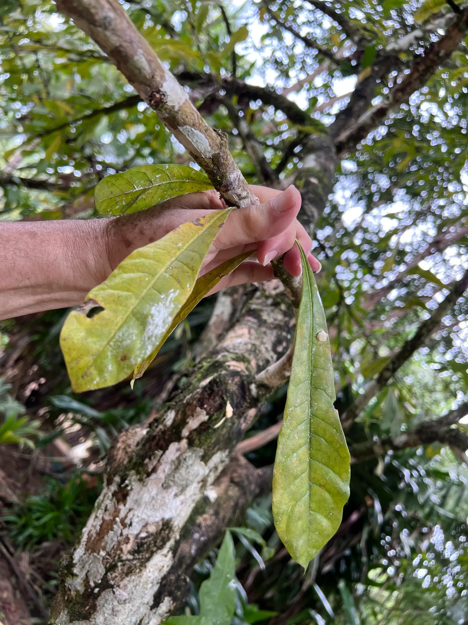 Jicaro (Crescentia Alata) — spherical fruit that grow directly on the trunk and main branches; typically reaching 15-20 ft in height, it features a distinctive