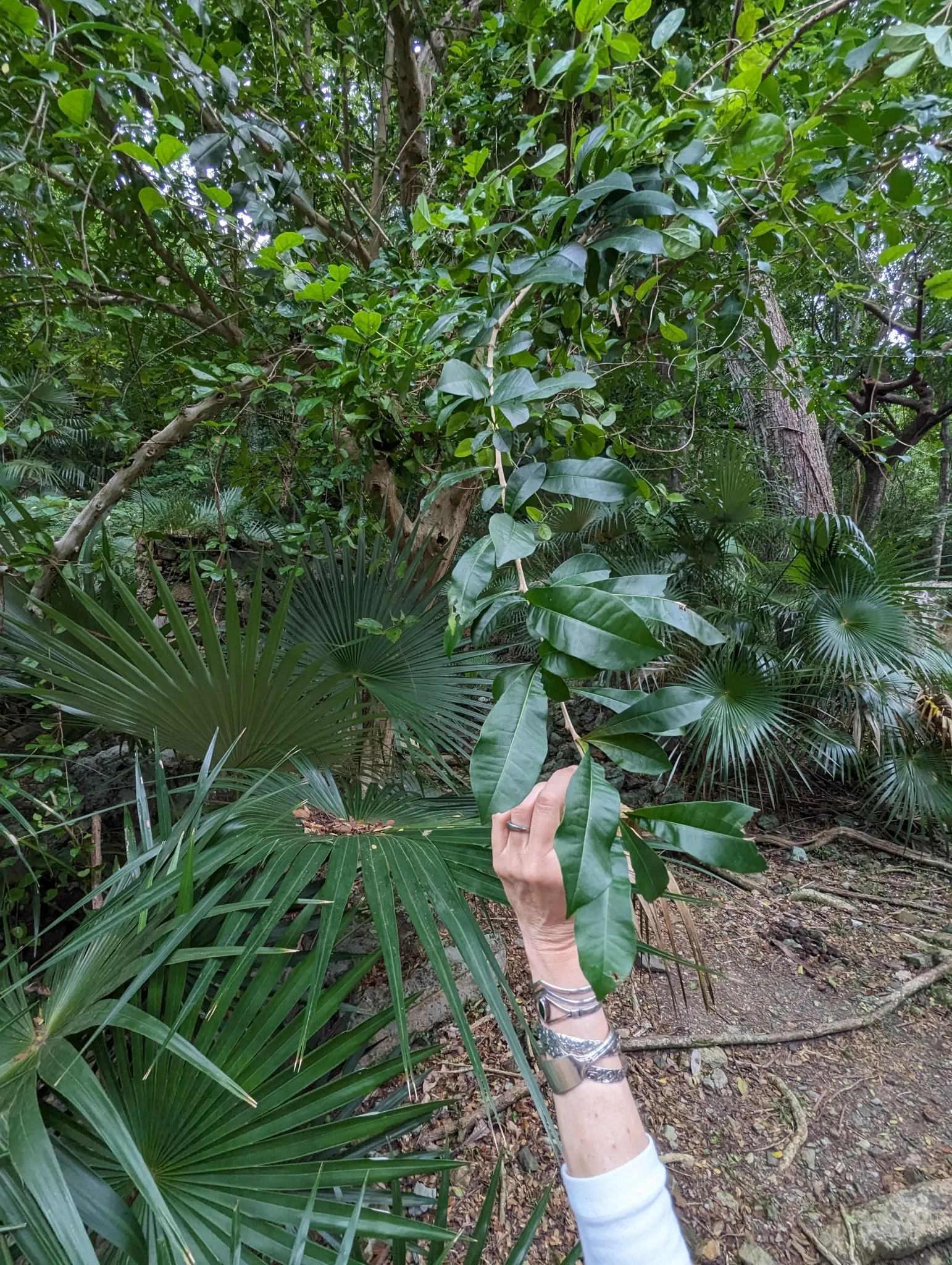 Jicaro (Crescentia Alata) — distinctive fruiting habit; with a canopy spread almost equal to its height