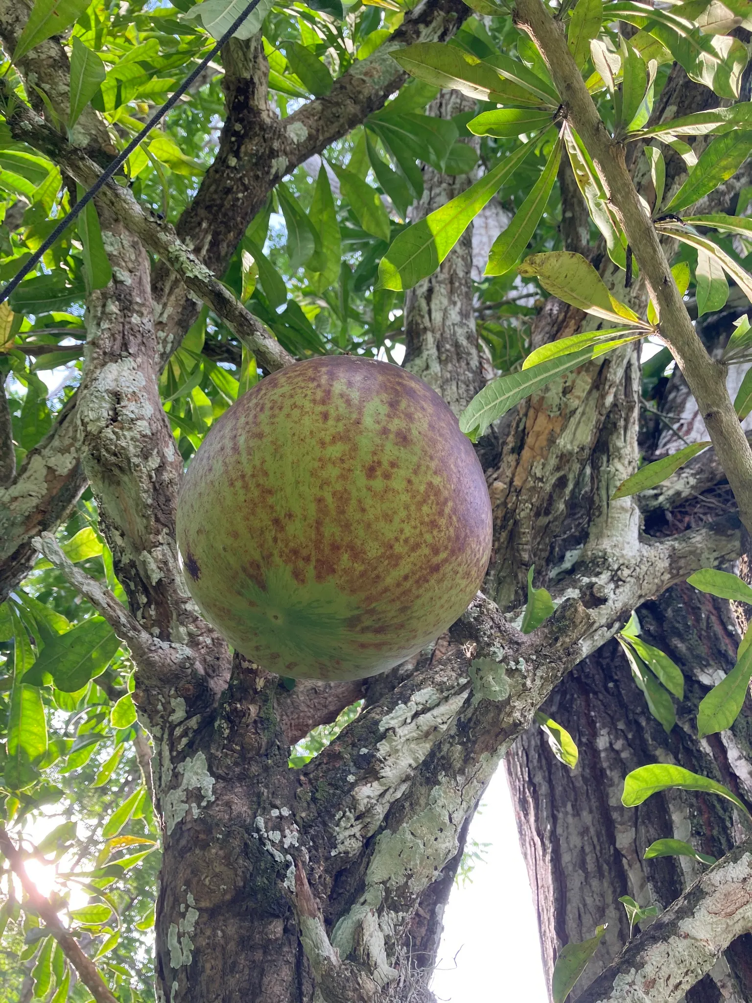 Jicaro (Crescentia Alata) — Its unusual silhouette creates visual interest year-round; this resilient tree thrives in various soil types, although it prefers