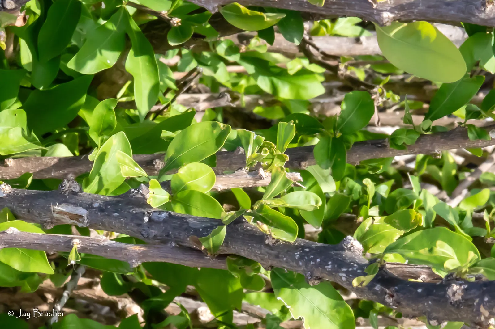 Jicaro (Crescentia Alata) — native to Central America; but it also bears cultural significance, image 110