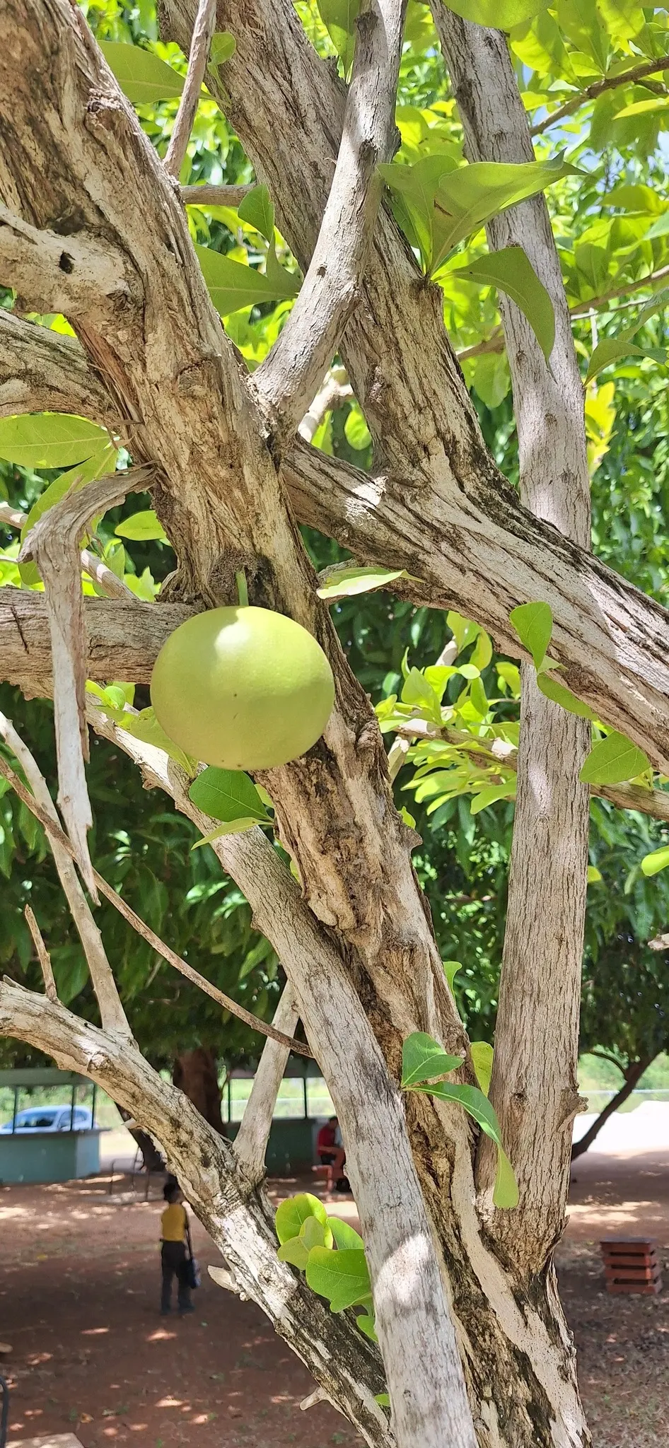 Jicaro (Crescentia Alata) — Prefers full sun and well-drained soil; tree for full or half, image 79