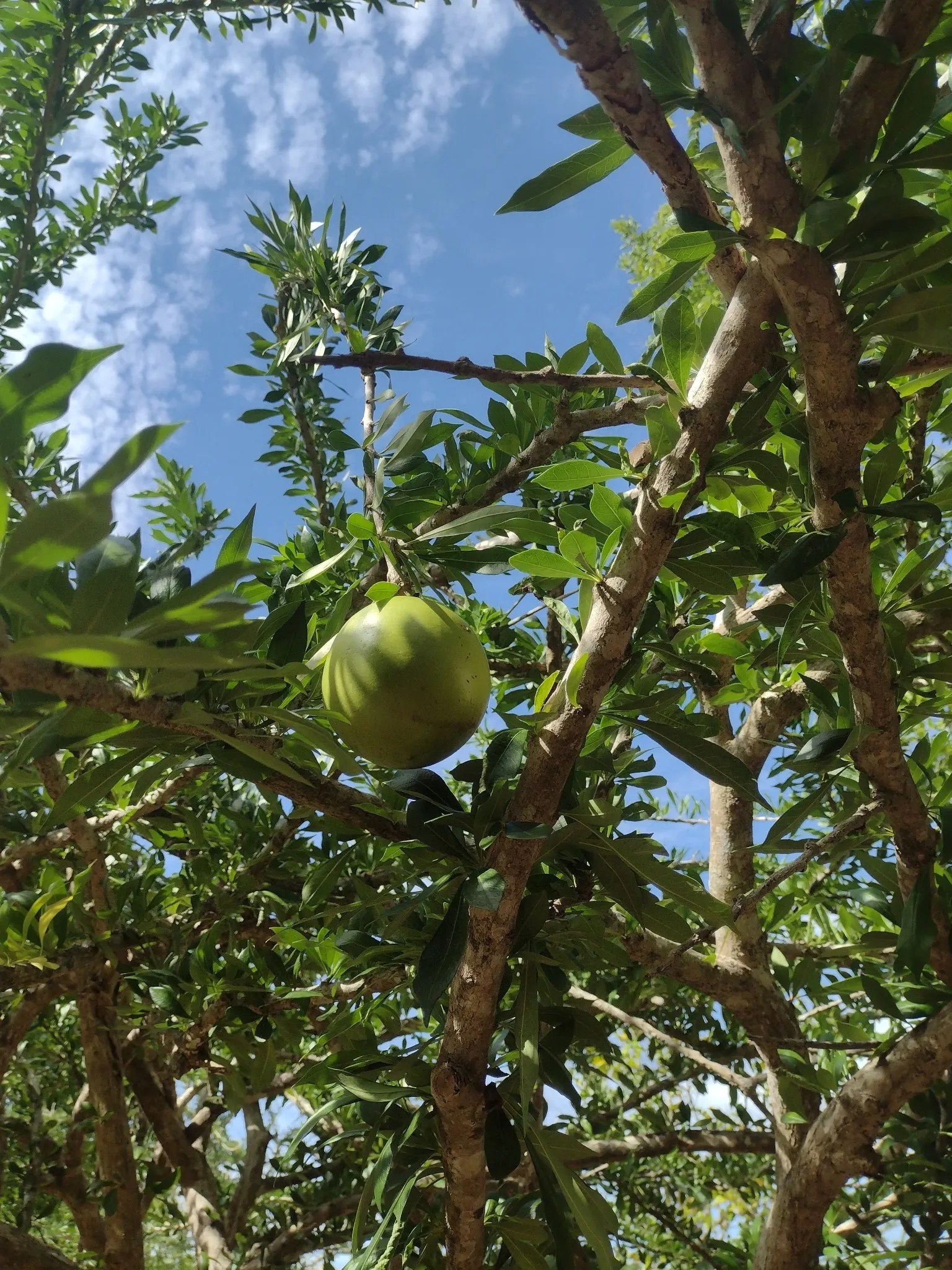 Jicaro (Crescentia Alata) — tree with white blooms; spherical fruit that grow directly on the trunk and main branches, image 74