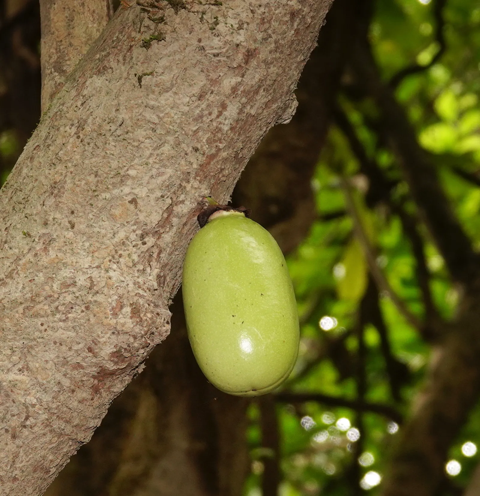 Jicaro (Crescentia Alata) — Prefers full sun and well-drained soil; tree for full or half, image 104