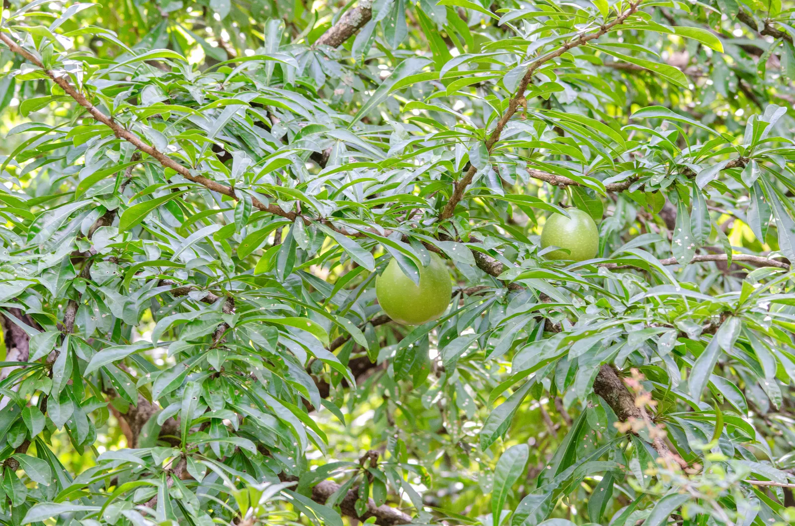 Jicaro (Crescentia Alata) — Its fruit is traditionally used to make containers and utensils; white flowers in the garden, image 118