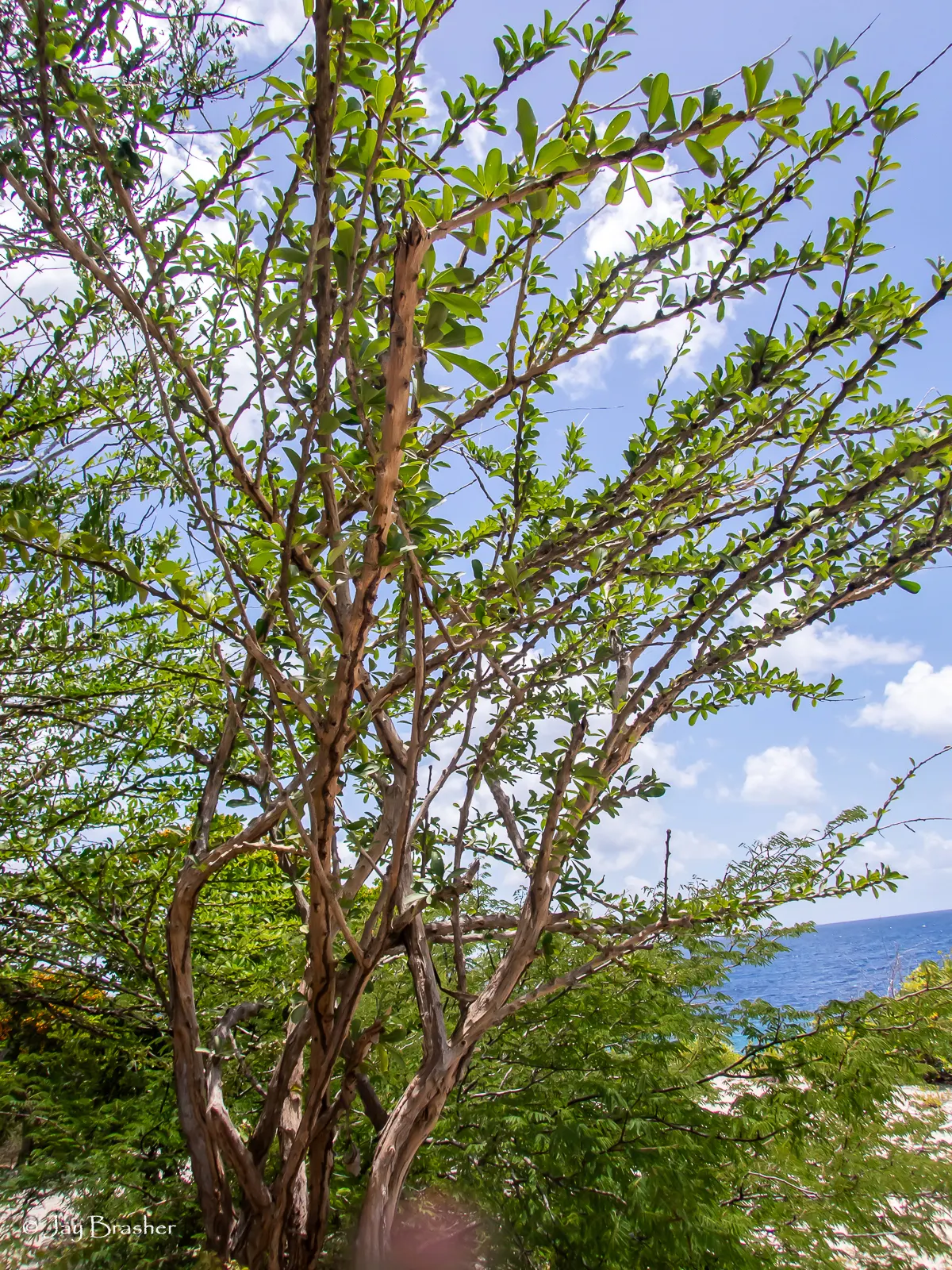 Jicaro (Crescentia Alata) — also known by its scientific name Crescentia alata; and minimal maintenance requirements, image 107