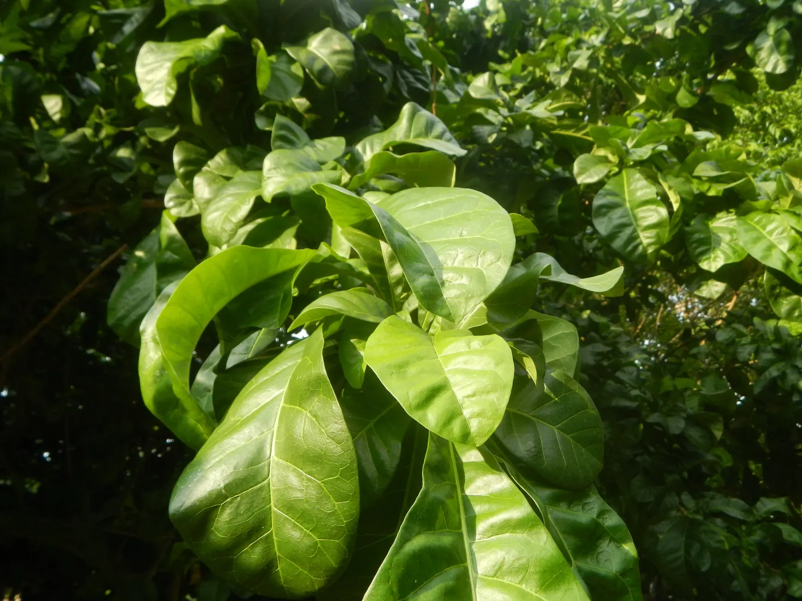 Jicaro (Crescentia Alata) — is an intriguing and multifaceted addition to any landscape design; glossy, lime-green leaves contrast with round, image 108