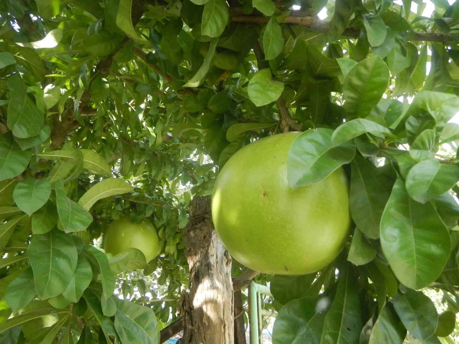 Jicaro (Crescentia Alata) — and minimal maintenance requirements; when selecting the Jicaro for a landscape, image 71