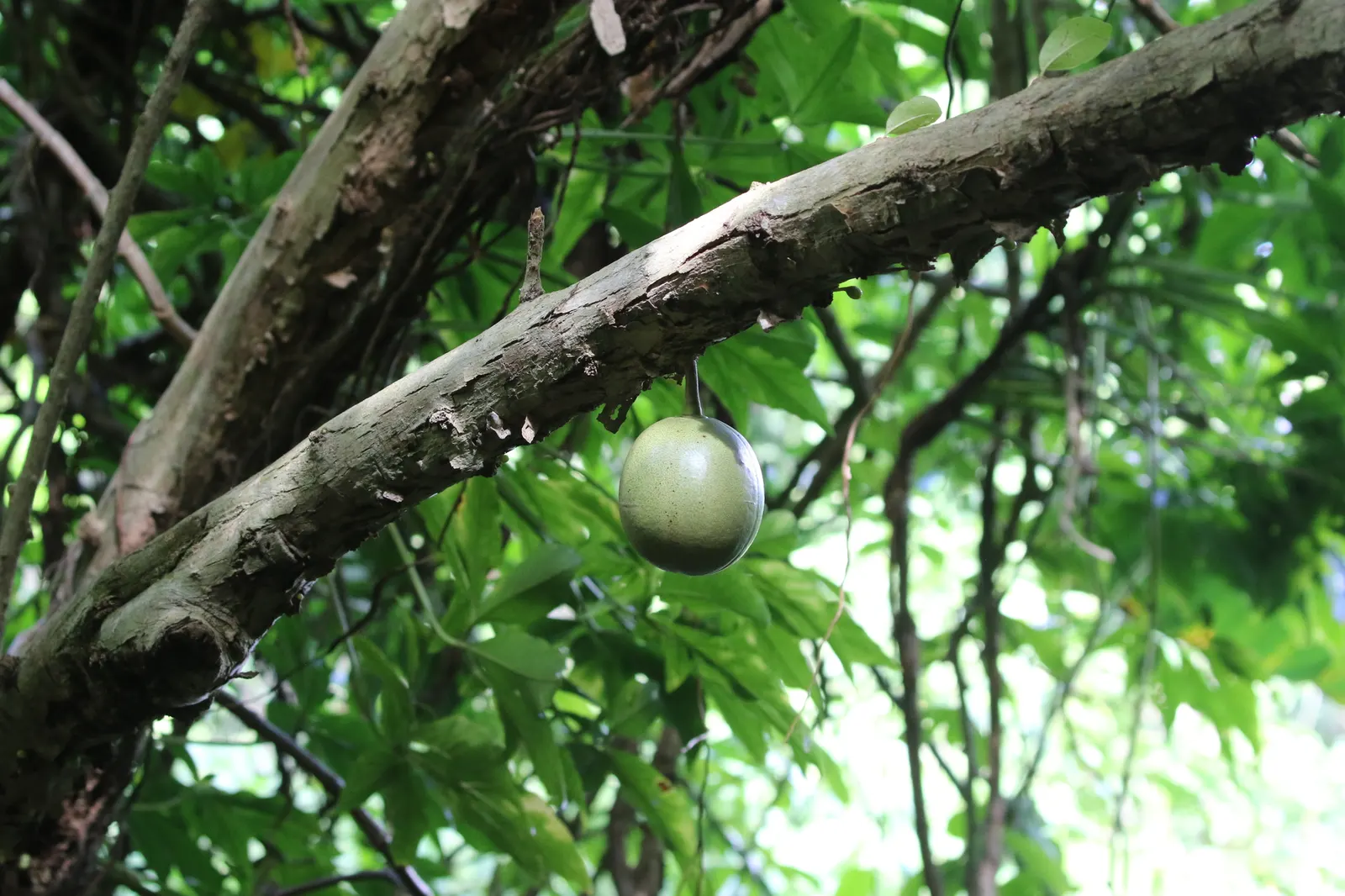Jicaro (Crescentia Alata) — spherical fruit that grow directly on the trunk and main branches; typically reaching 15-20 ft in height, it features a, image 115