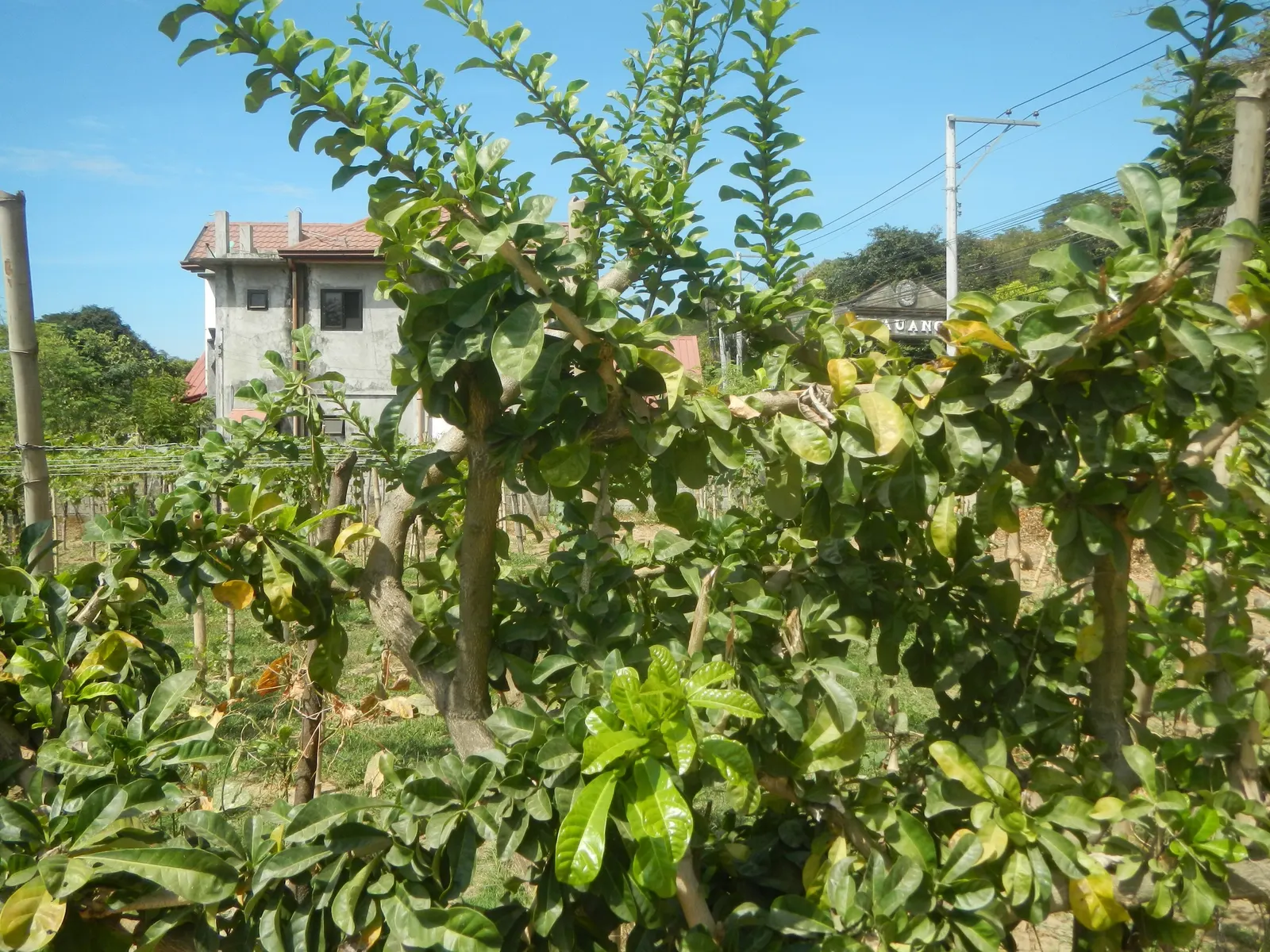 Jicaro (Crescentia Alata) — and minimal maintenance requirements; when selecting the Jicaro for a landscape, image 96