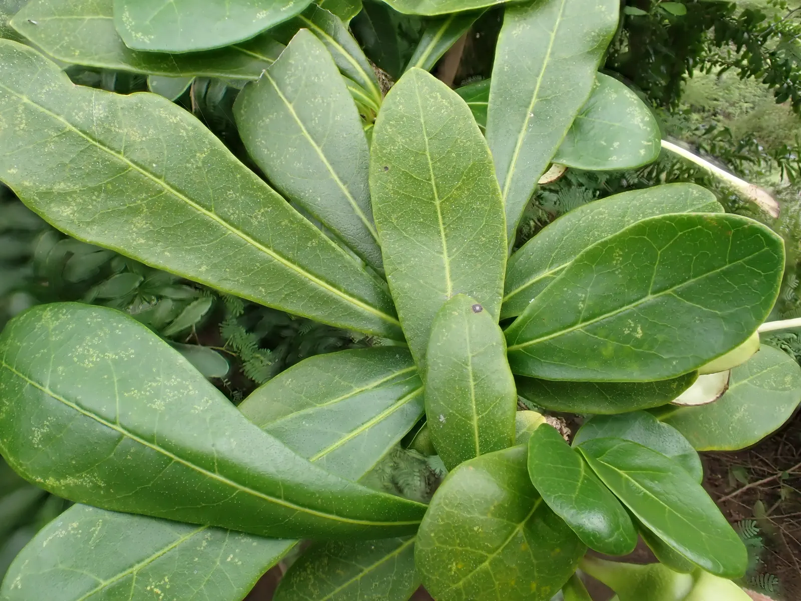 Jicaro (Crescentia Alata) — a phenomenon known as cauliflory; offering both aesthetic appeal and practical uses, image 91