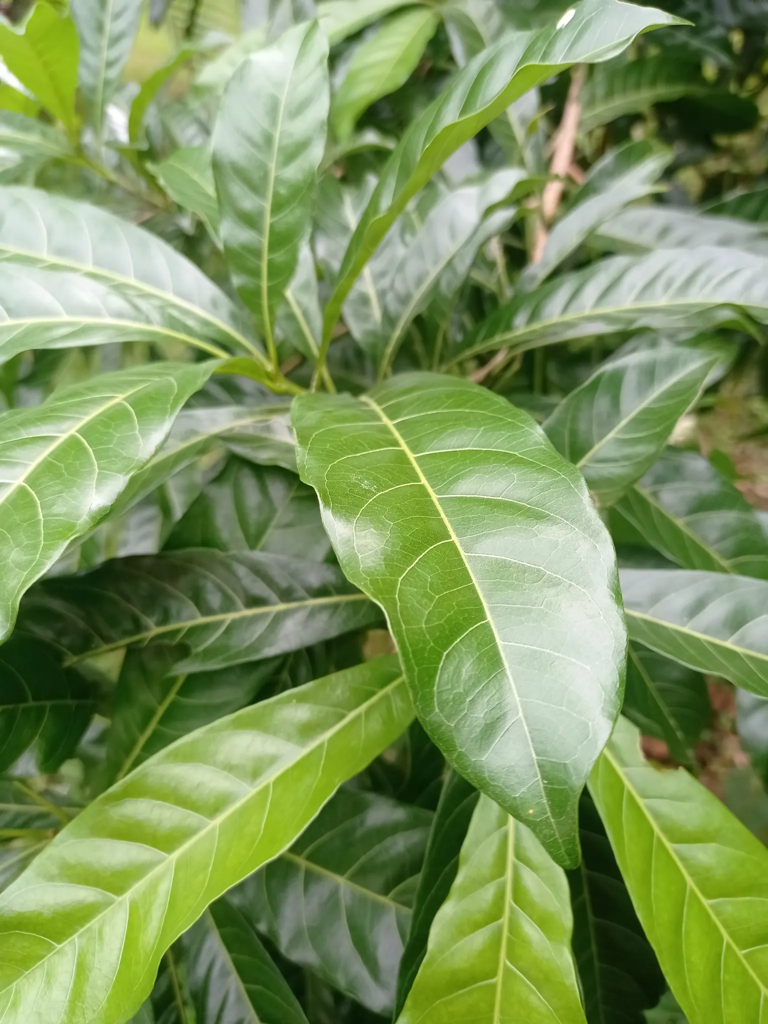 Jicaro (Crescentia Alata) — Typically reaching 15-20 ft in height, it features a distinctive round canopy; typically reaches a modest height of, image 102