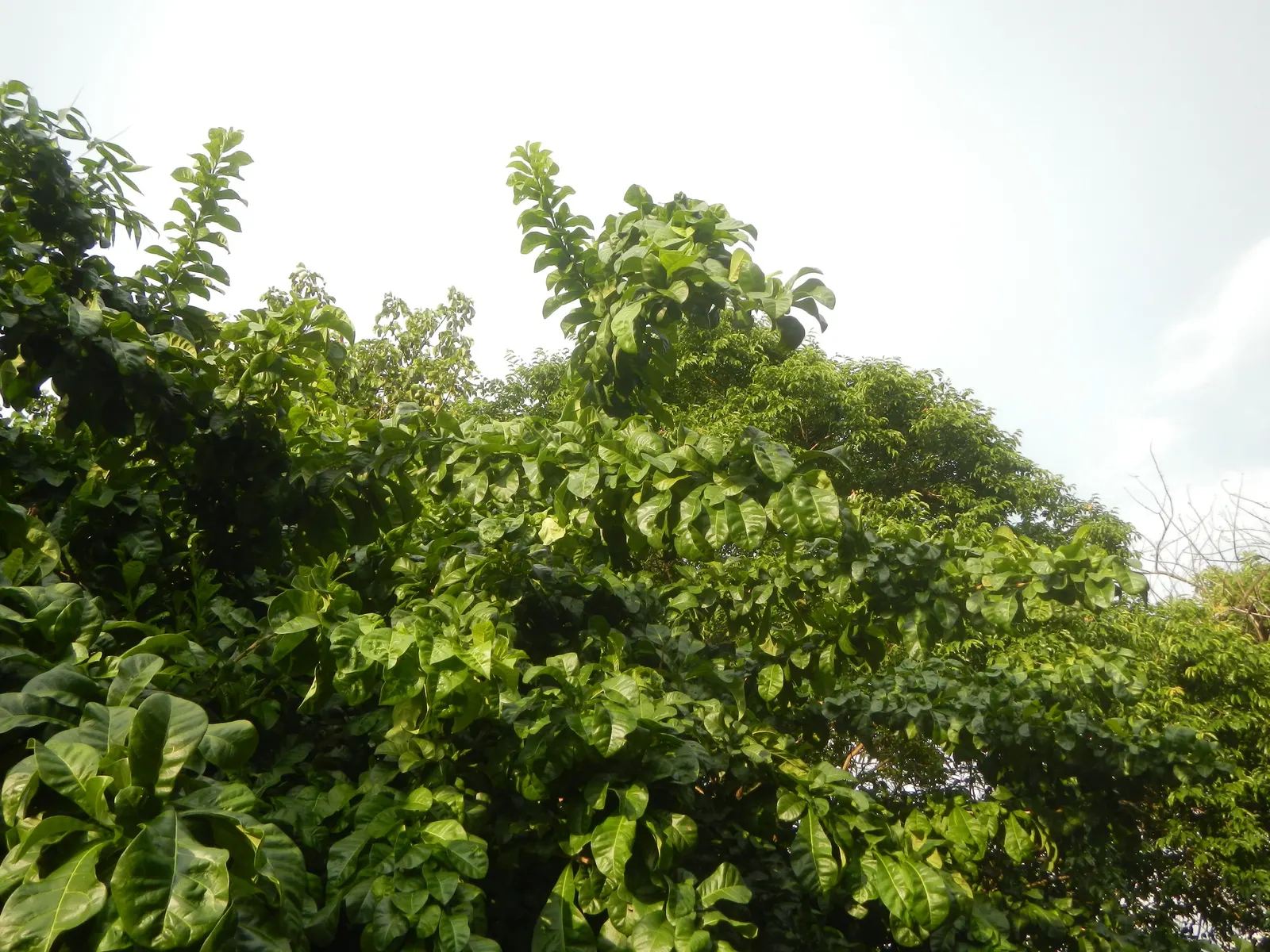 Jicaro (Crescentia Alata) — but it also bears cultural significance
