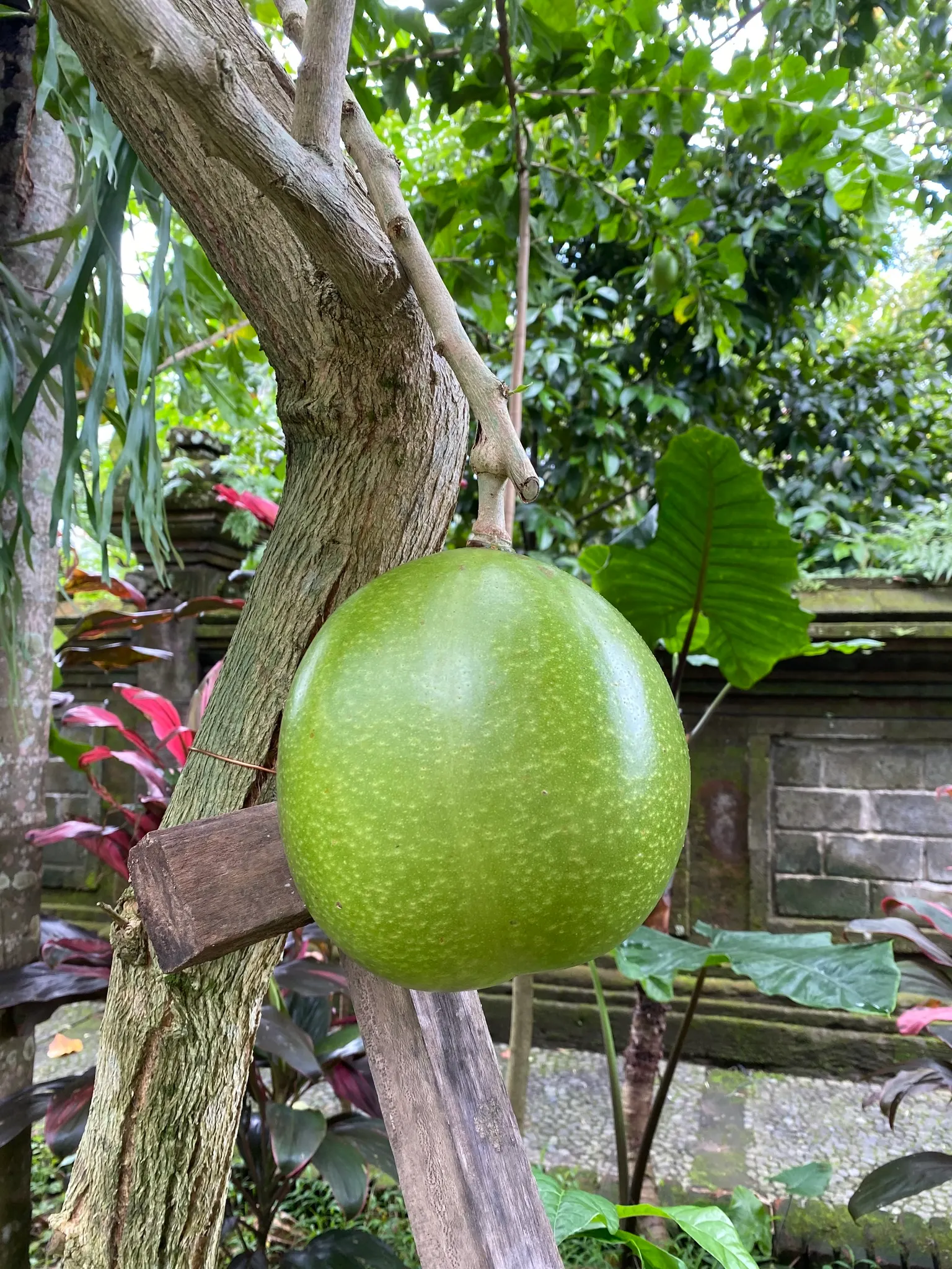 Jicaro (Crescentia Alata) — distinctive fruiting habit; with a canopy spread almost equal to its height, image 120