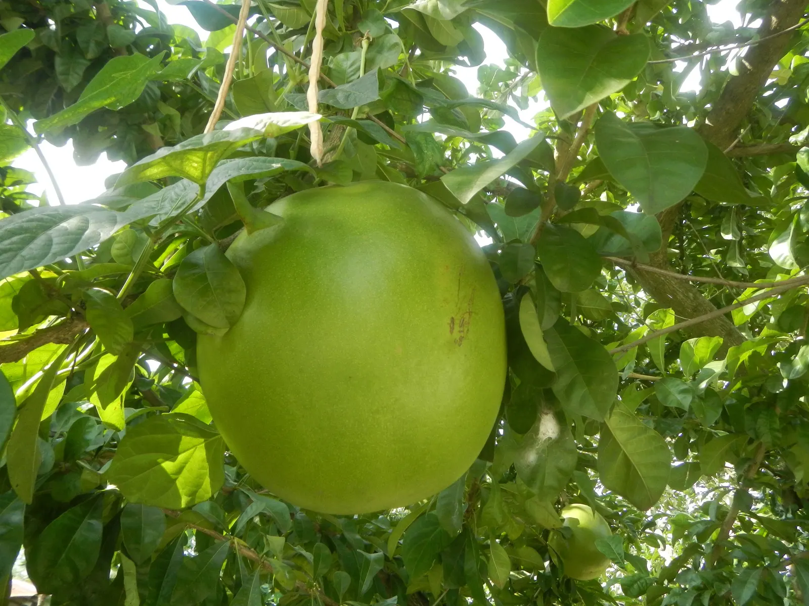Jicaro (Crescentia Alata) — is an intriguing and multifaceted addition to any landscape design