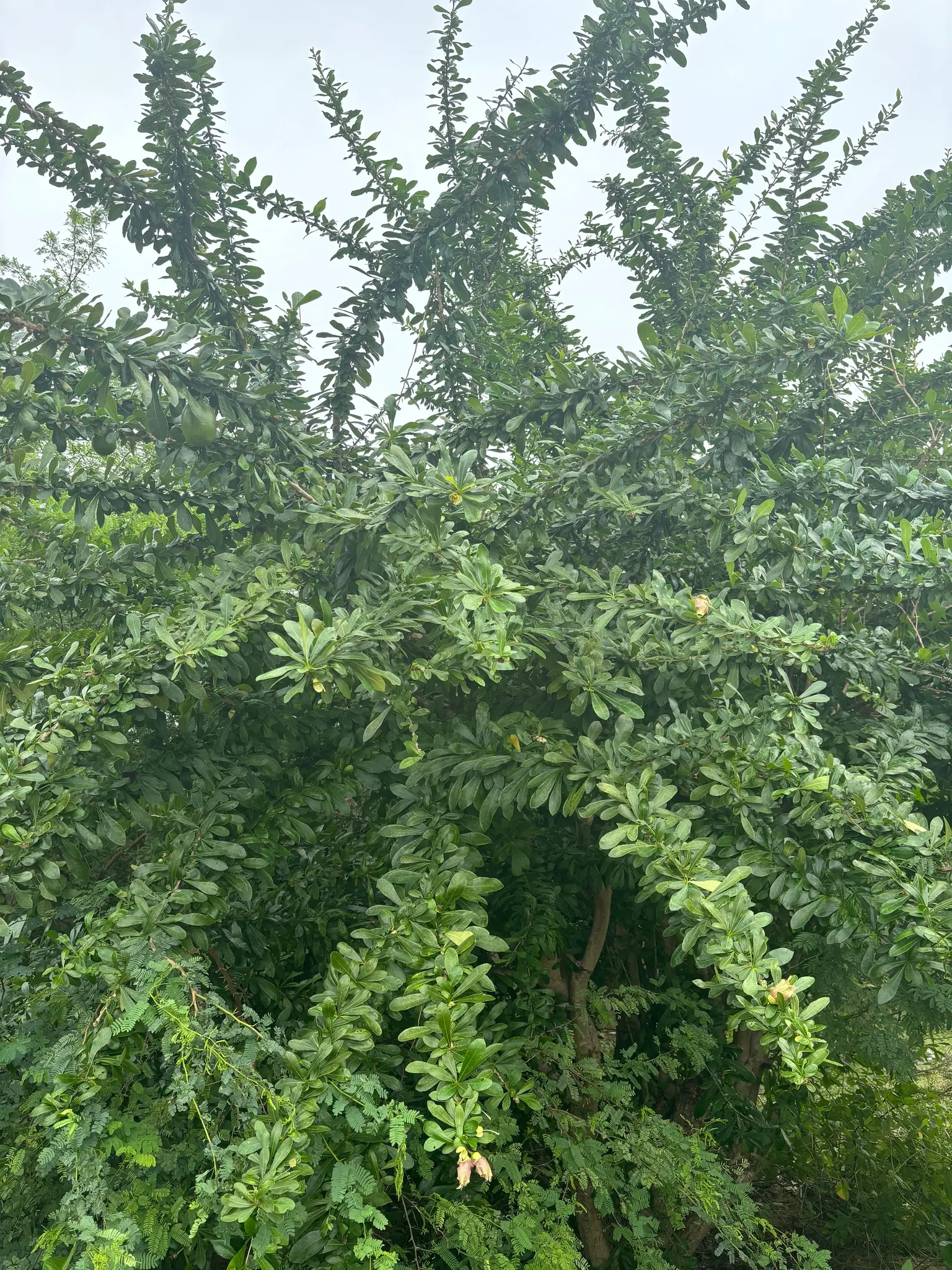 Jicaro (Crescentia Alata) — Crescentia alata, or Jicaro, is a small, drought-tolerant tree native to Central America; prefers full sun and well-drained soil