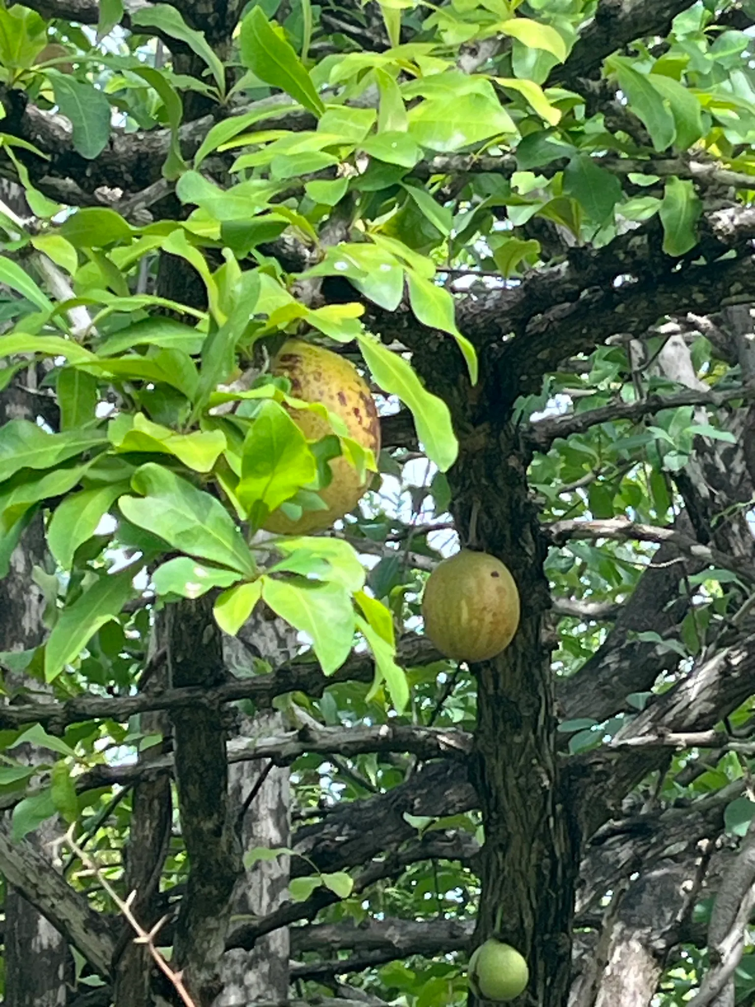 Jicaro (Crescentia Alata) — Its fruit is traditionally used to make containers and utensils