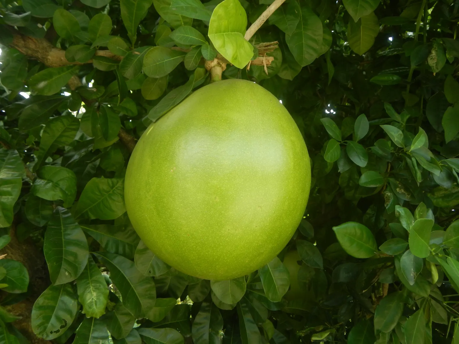 Jicaro (Crescentia Alata) — a phenomenon known as cauliflory; offering both aesthetic appeal and practical uses, image 66