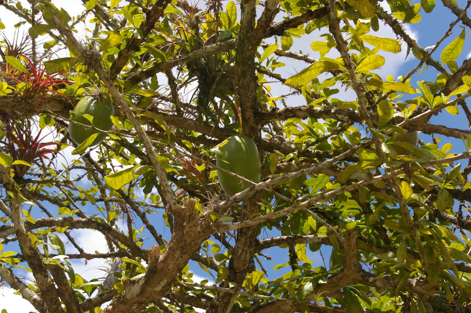 Jicaro (Crescentia Alata) — making it a conversation piece that is both functional and exotic; crescentia alata, or Jicaro, is a small, image 72