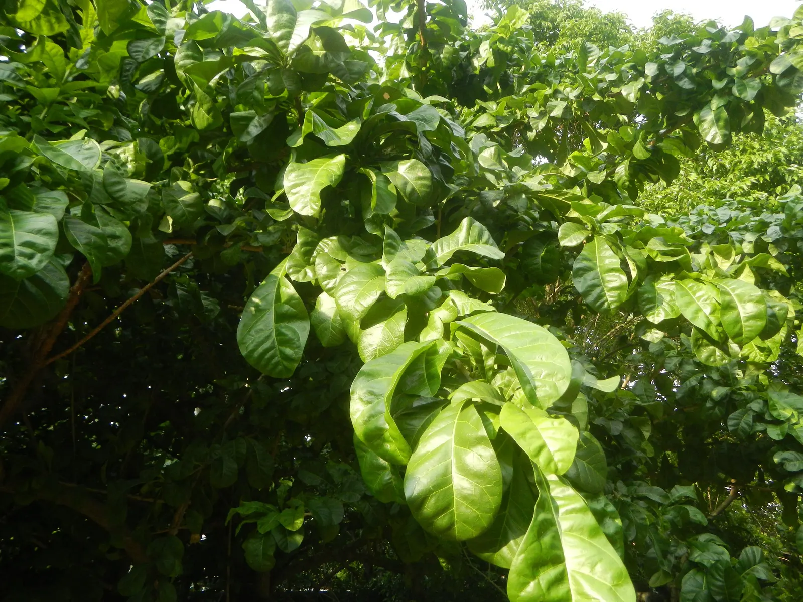 Jicaro (Crescentia Alata) — Its unusual silhouette creates visual interest year-round; this resilient tree thrives in various soil types, although, image 106