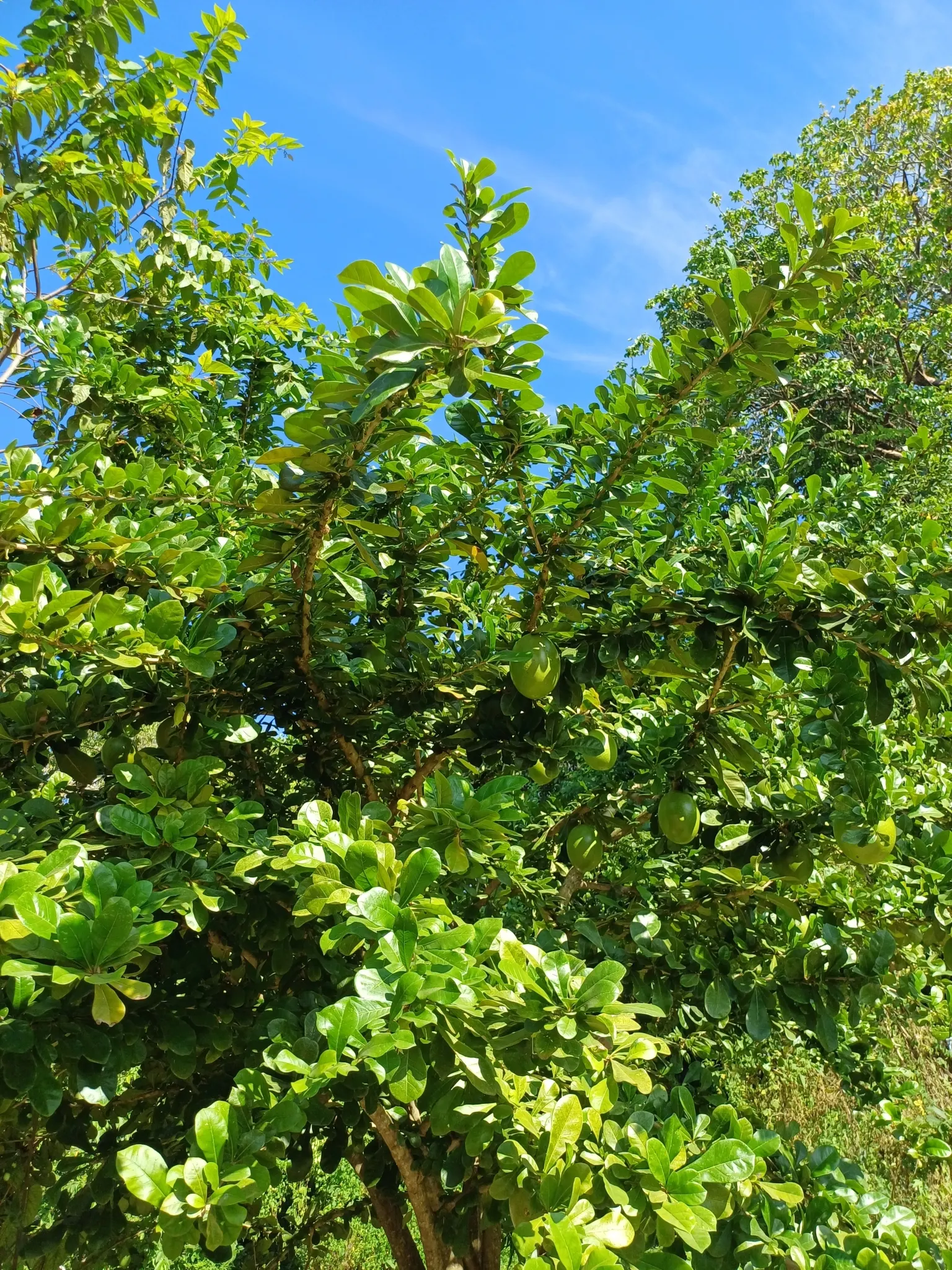 Jicaro (Crescentia Alata) — distinctive fruiting habit; with a canopy spread almost equal to its height, image 95