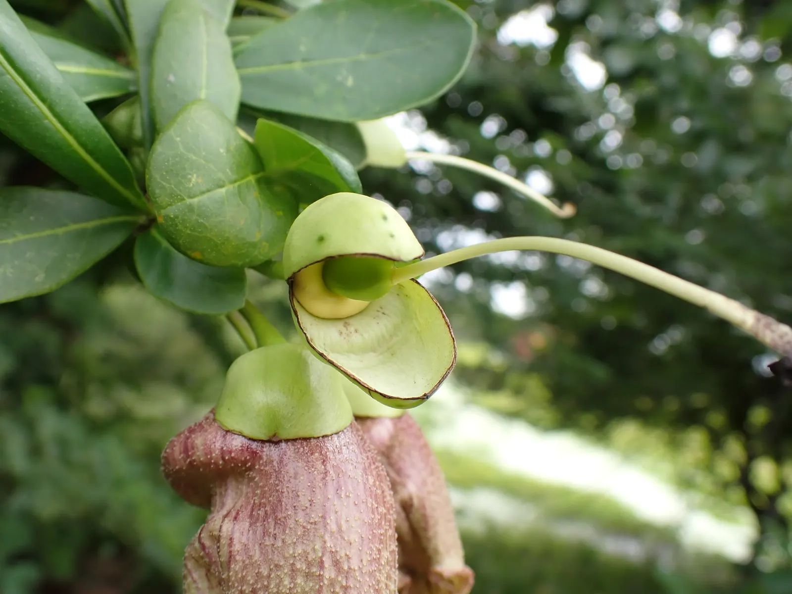 Jicaro (Crescentia Alata) — a phenomenon known as cauliflory; offering both aesthetic appeal and practical uses