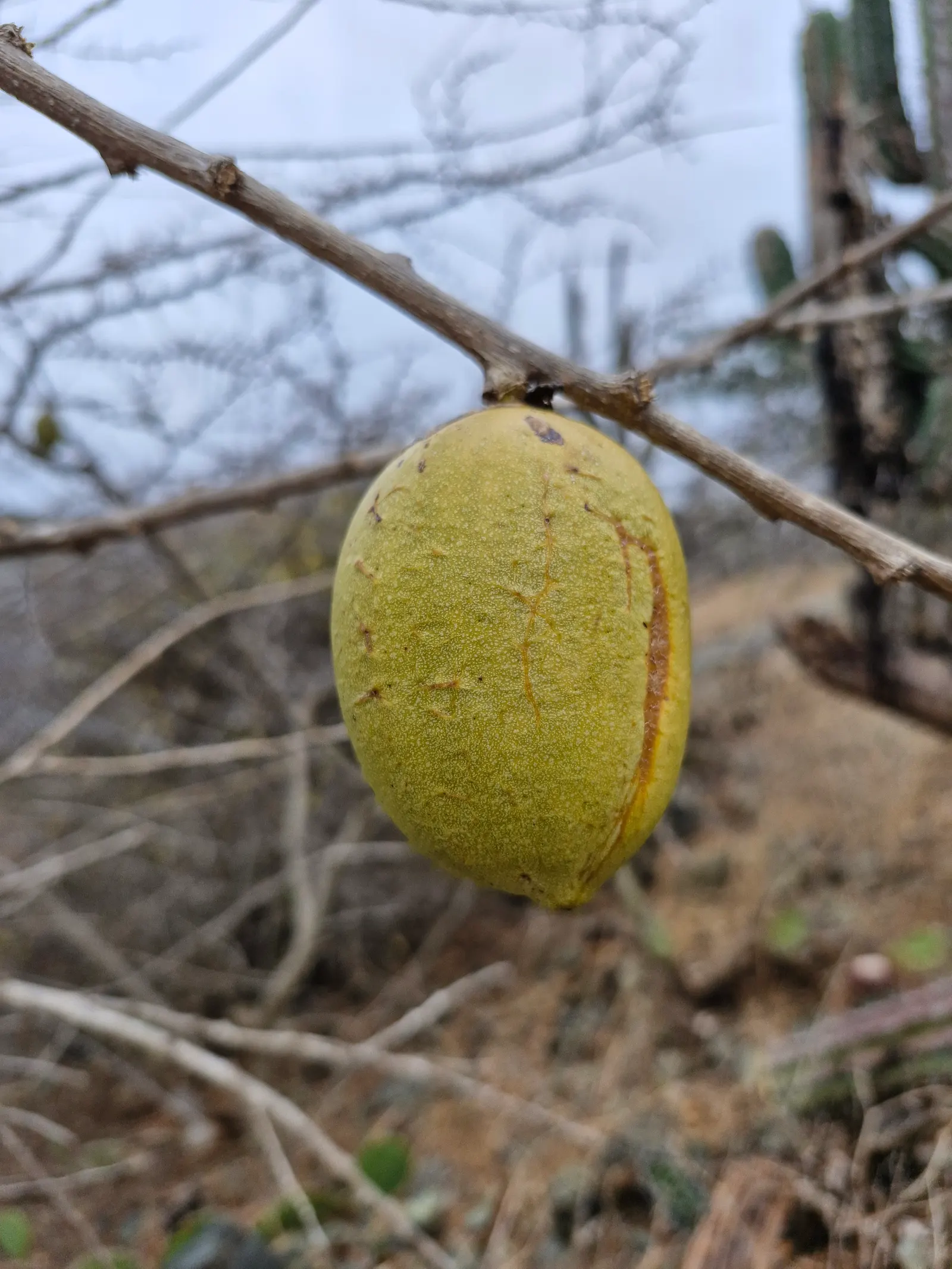 Jicaro (Crescentia Alata) — offering both aesthetic appeal and practical uses; native to Central America, image 109
