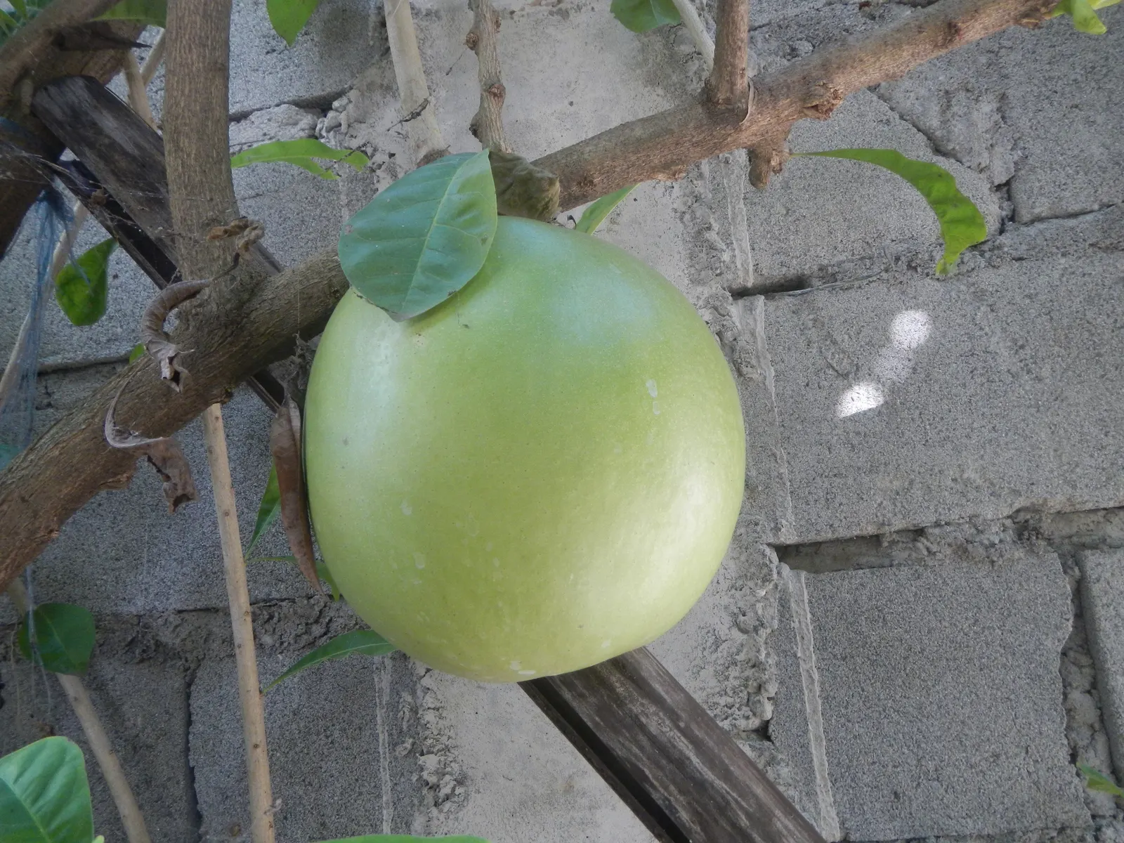 Jicaro (Crescentia Alata) — Its fruit is traditionally used to make containers and utensils; white flowers in the garden