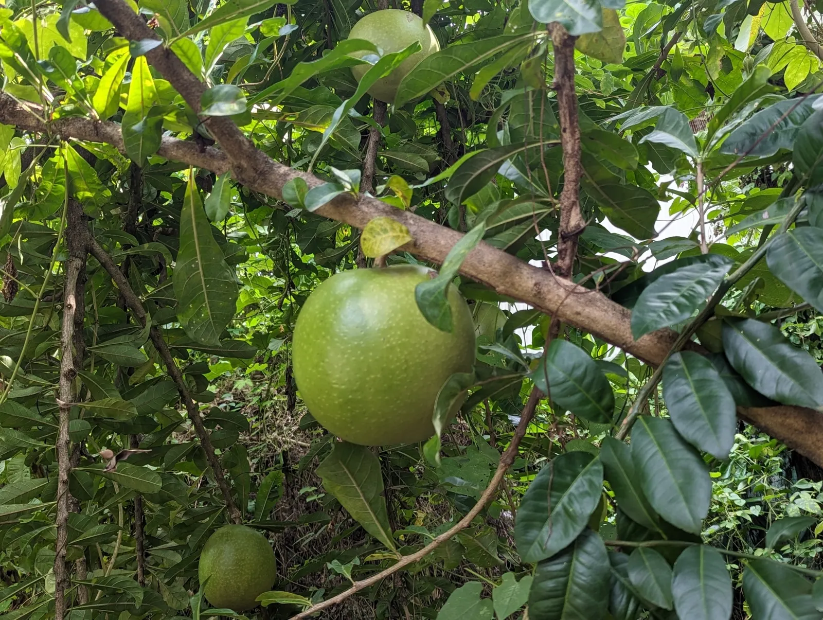 Jicaro (Crescentia Alata) — with a canopy spread almost equal to its height