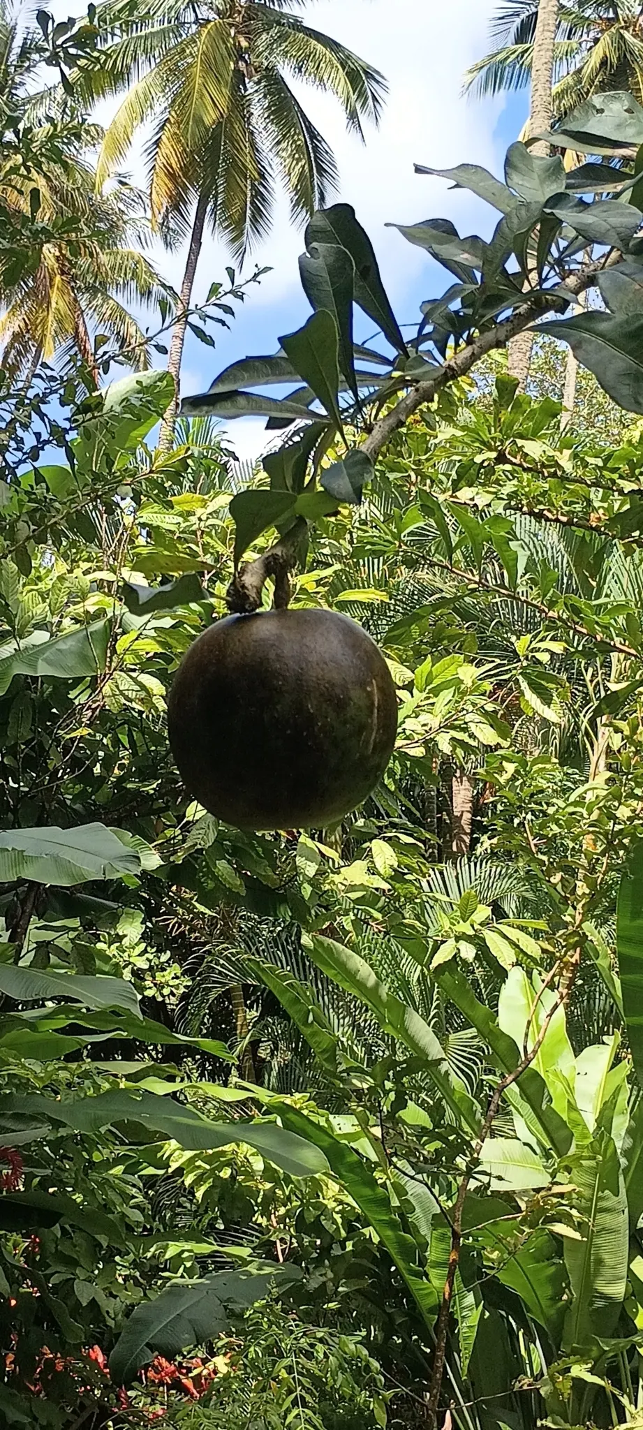 Jicaro (Crescentia Alata) — typically reaches a modest height of around 15 to 25 feet; tree with white blooms